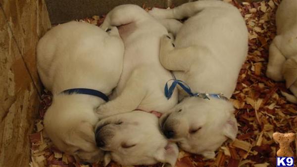 Puppies in MN