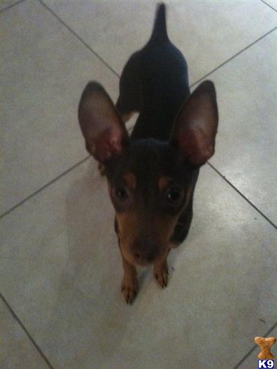 Dogs - Miniature Pinscher