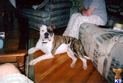 Stud Dogs in IL