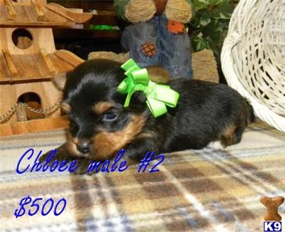 Small Dogs