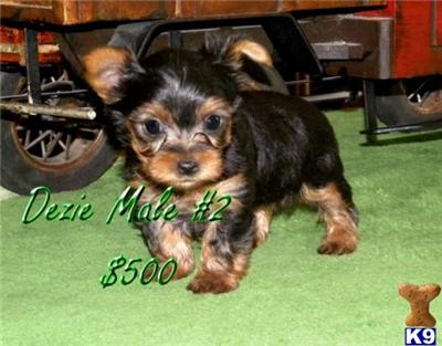 Puppies in MO