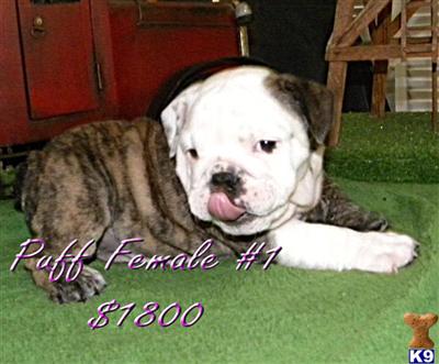 Puppies in MO