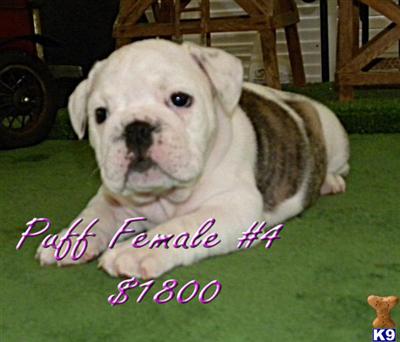 Puppies in MO