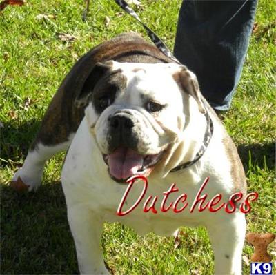 Dogs - English Bulldog