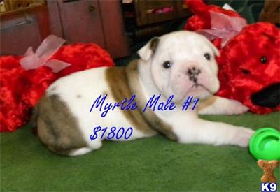 English Bulldog Puppies for Sale