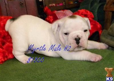 English Bulldog Puppies for Sale