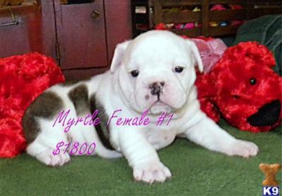 English Bulldog Puppies for Sale