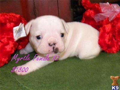 English Bulldog Puppies for Sale