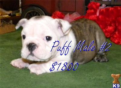English Bulldog Puppies for Sale