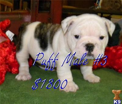 Puppies in MO