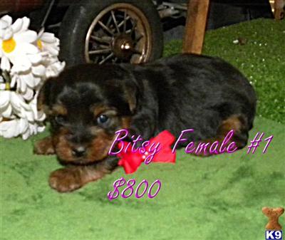 Yorkshire Terrier Puppies for Sale