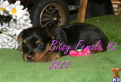 Yorkshire Terrier Puppies for Sale