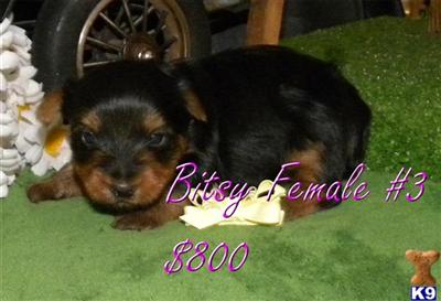 Yorkshire Terrier Puppies for Sale