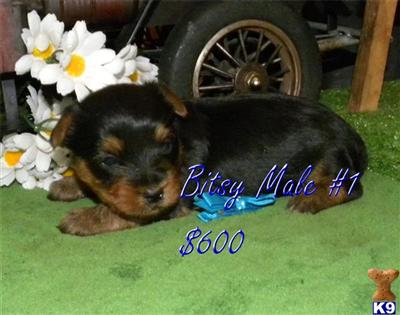 Yorkshire Terrier Puppies for Sale