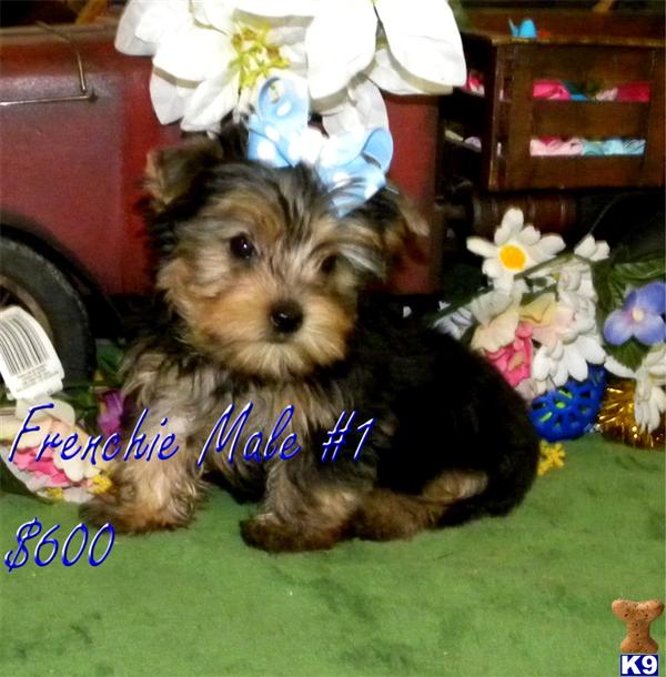 Yorkshire Terrier Puppies for Sale