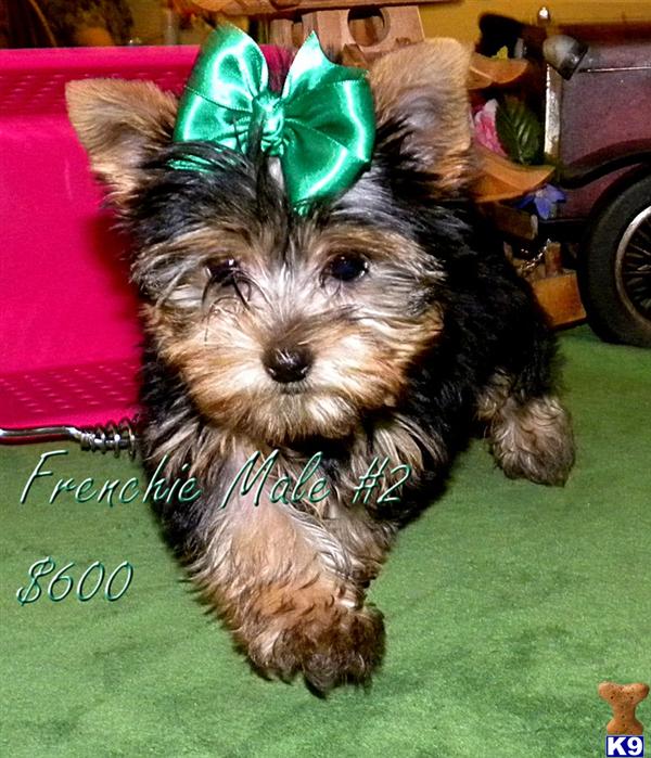 Yorkshire Terrier Puppies for Sale