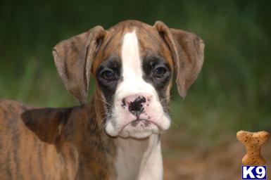 Puppies in FL