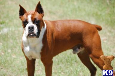 Stud Dogs - Boxer