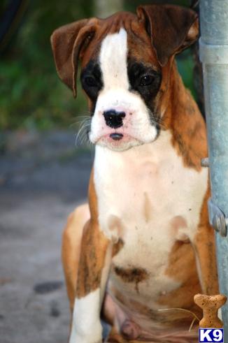 Puppies in FL