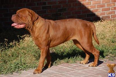 Dogs - Dogue De Bordeaux