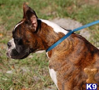Dogs for Sale in FL