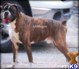 Stud Dogs - Boxer