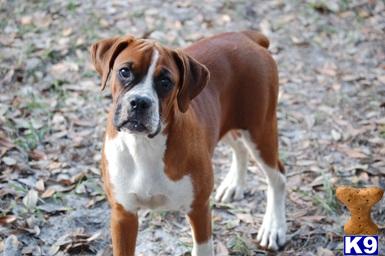 Dogs - Boxer