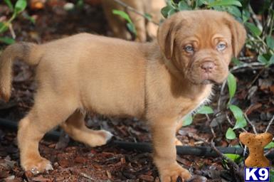 Dogue De Bordeaux Puppies for Sale