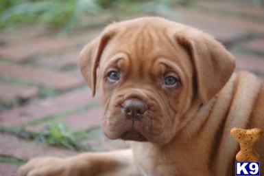 Dogue De Bordeaux Puppies for Sale