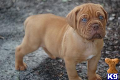Dogue De Bordeaux Puppies for Sale