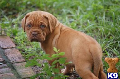 Dogue De Bordeaux Puppies for Sale