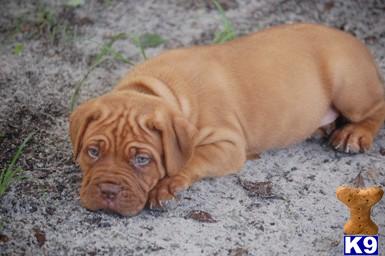 Dogue De Bordeaux Puppies for Sale