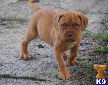 Dogue De Bordeaux Puppies for Sale