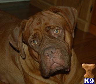 Dogs - Dogue De Bordeaux