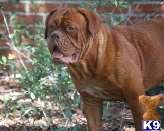 Dogs for Sale in FL