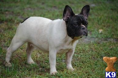 Dogs - French Bulldog