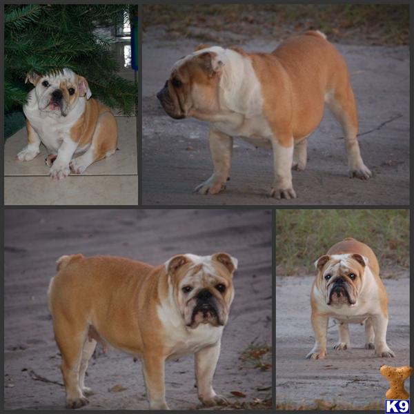 English Bulldog Puppies in FL