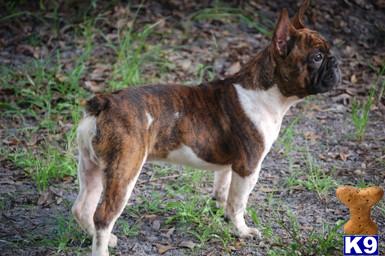 Dogs - French Bulldog
