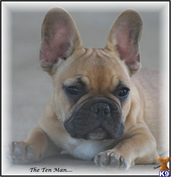 Dogs - French Bulldog