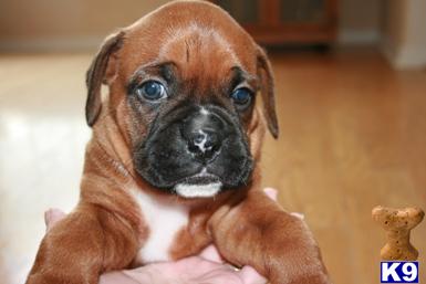 Puppies in Wesley chapel