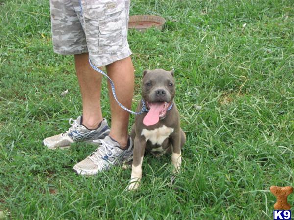 Puppies in TN