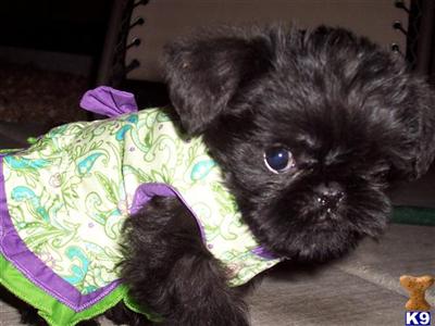 Brussels Griffon Puppies for Sale