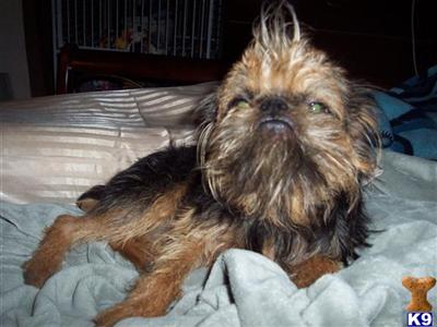 Stud Dogs - Brussels Griffon