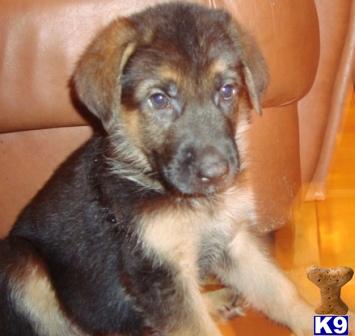 German Shepherd Puppies in FL