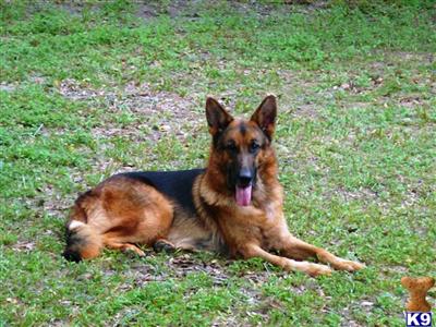 German Shepherd Puppies in FL