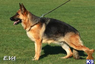 Dogs - German Shepherd