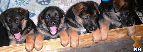 German Shepherd Puppies in FL