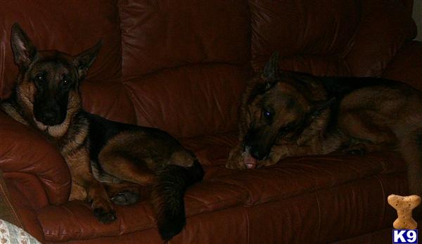 German Shepherd Puppies in FL