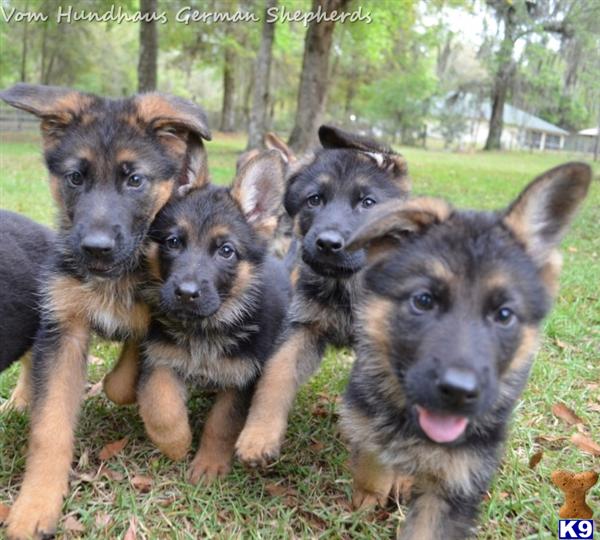 German Shepherd Puppies in FL