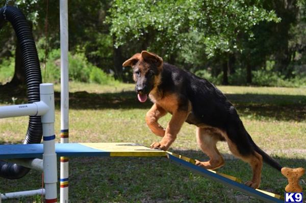 German Shepherd Puppies in FL